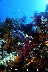 Corals - Dendronephthya Sp. by Vito Lorusso 